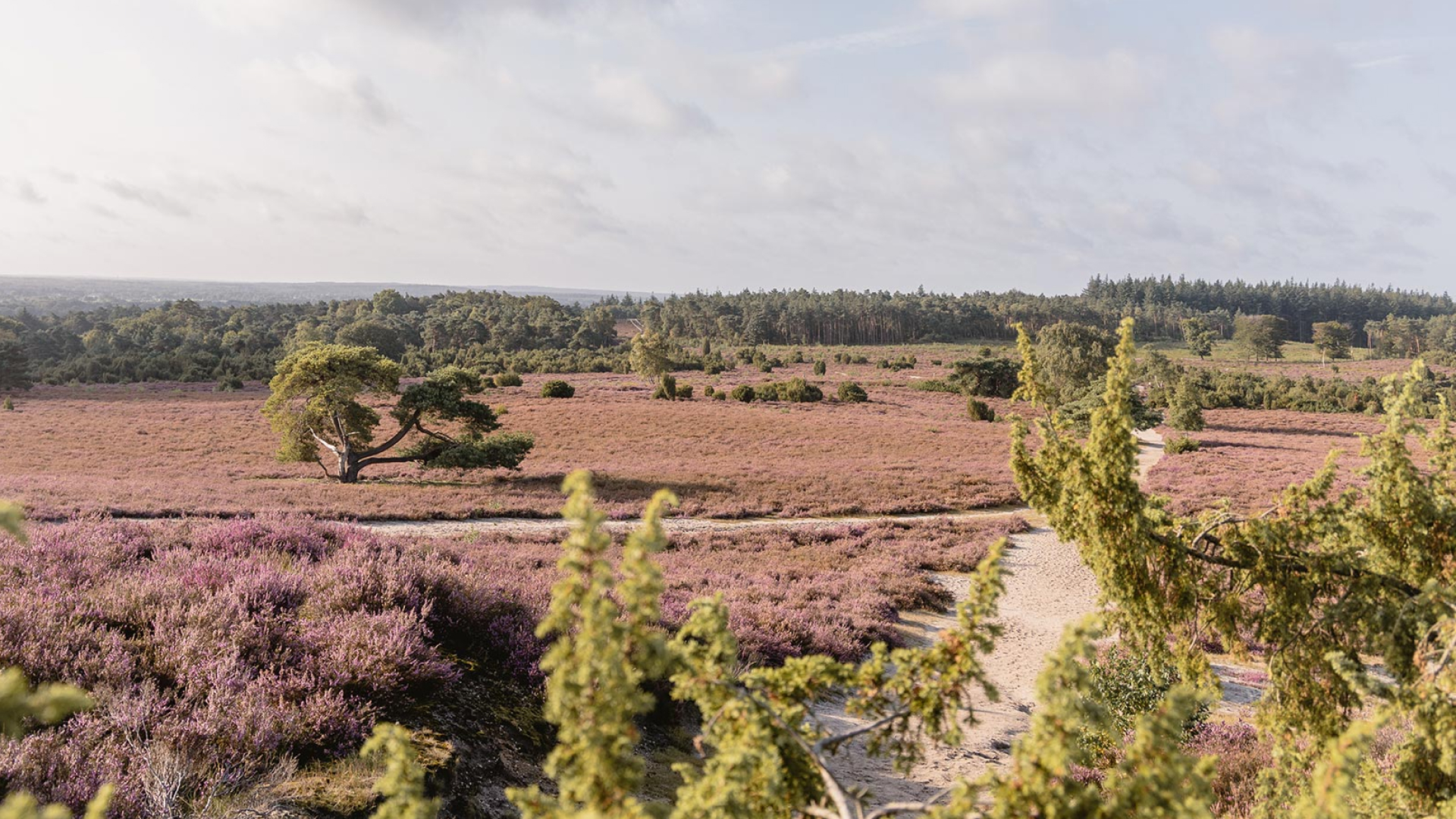 Luchtfoto van het heidelandschap rond De Lemeler Esch